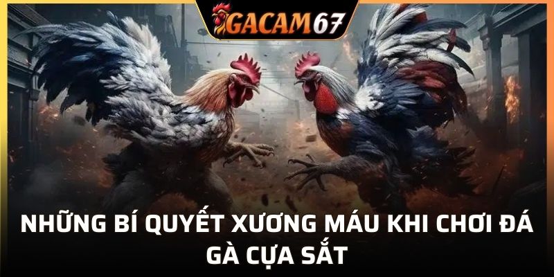 Những bí quyết xương máu khi chơi đá gà cựa sắt