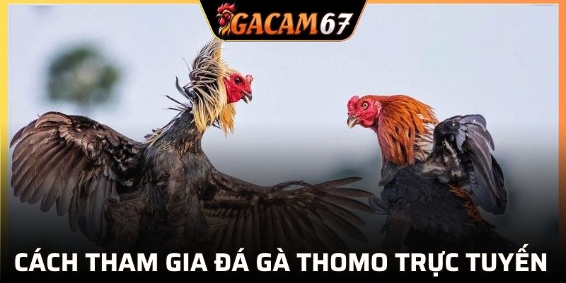 Cách tham gia khi chơi chọi kê Thomo hôm nay