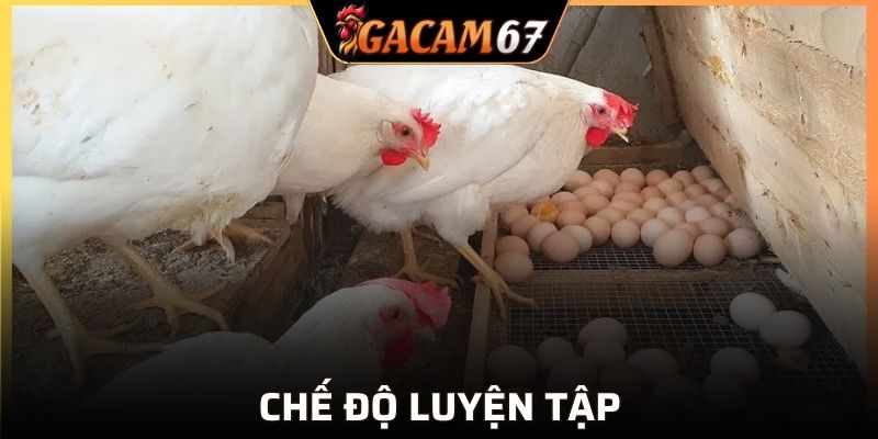 Chế độ luyện tập chuẩn cho gà cưng