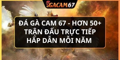 đá gà cam 67