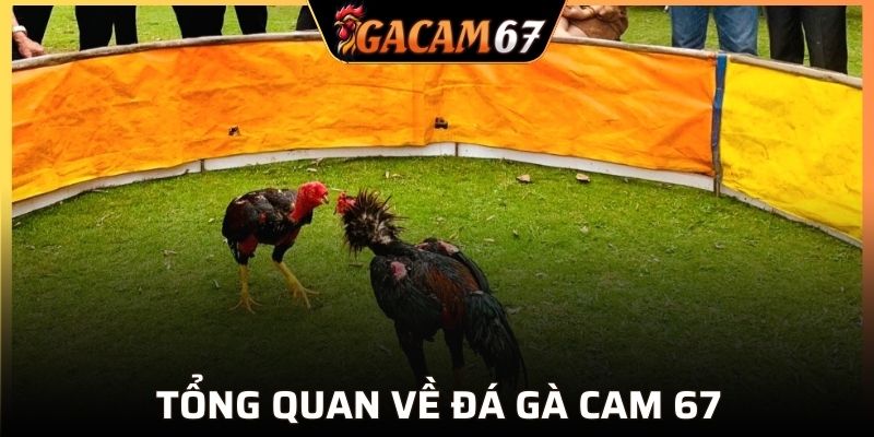 Đá gà cam 67 - Điểm đến giải trí hàng đầu 2025