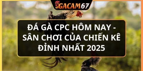 Đá gà CPC hôm nay