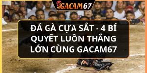 đá gà cựa sắt
