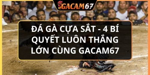 đá gà cựa sắt