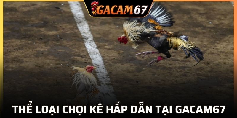 Danh sách các thể loại chơi đá gà cuốn hút tại GACAM67