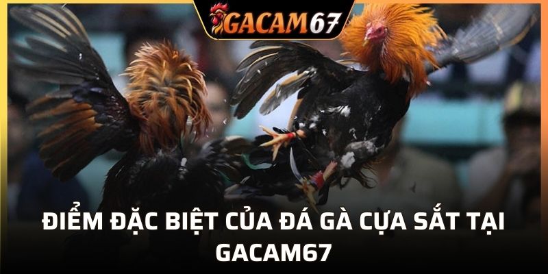 Điểm đặc biệt của đá gà cựa sắt tại GACAM67