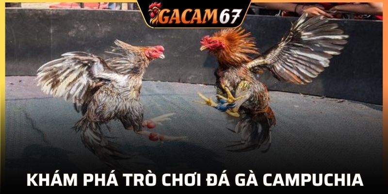 Giới thiệu tổng quát về chọi kê Campuchia
