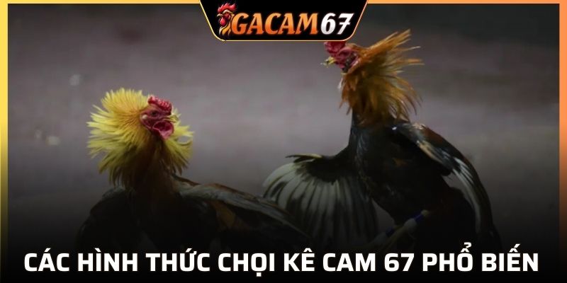 Hình thức đá gà đẳng cấp cực hot