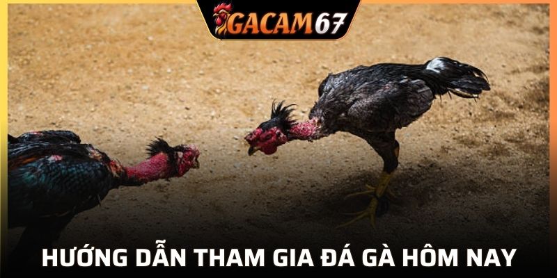 Hướng dẫn tham gia đá gà hôm nay tại GACAM67