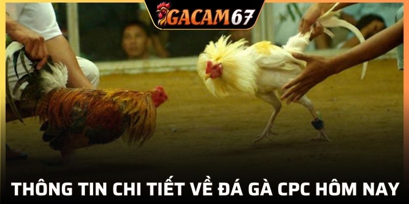 Khái quát thông tin về đá gà CPC hôm nay
