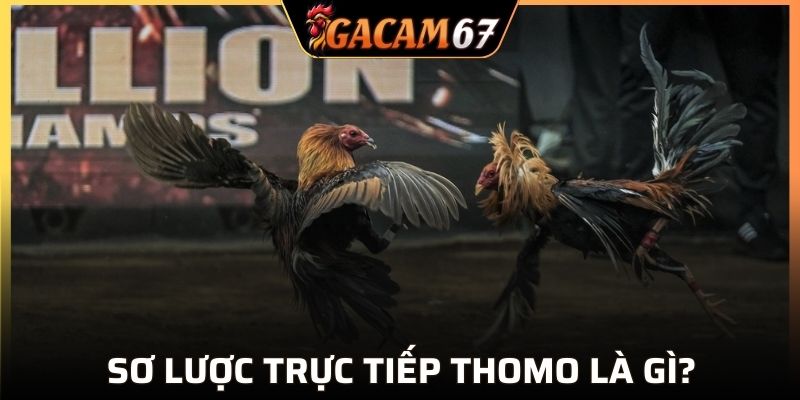 Khái quát trực tiếp Thomo hấp dẫn