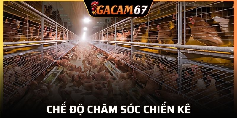 Kinh nghiệm nuôi gà - Vệ sinh môi trường sống