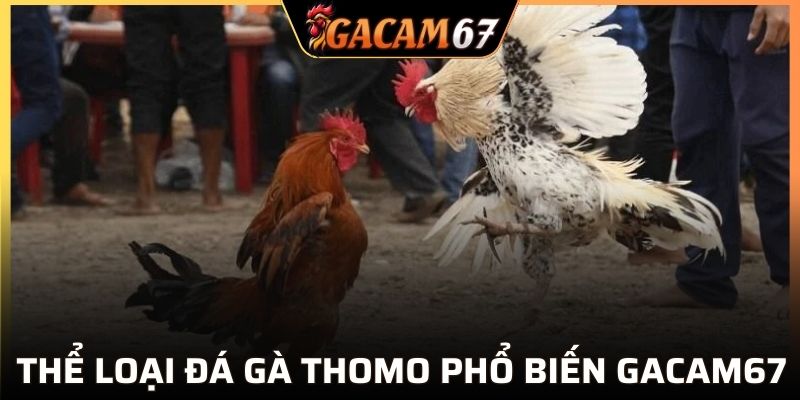 List các bộ môn chọi kê Thomo thú vị tại GACAM67
