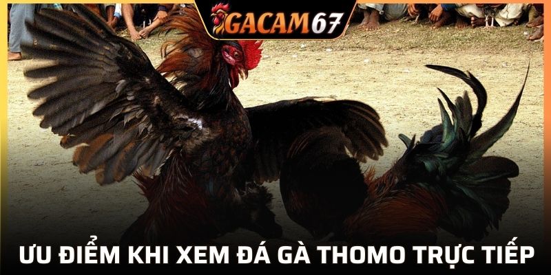 Lợi ích vượt trội khi xem trực tiếp đá gà Thomo tại GACAM67