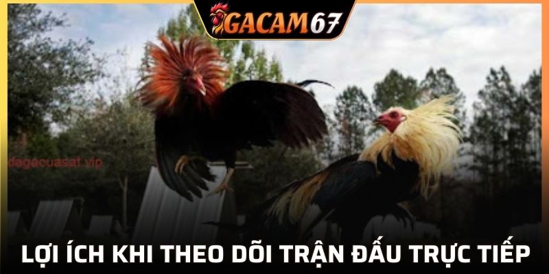 Lợi thế khi theo dõi trực tiếp đá gà
