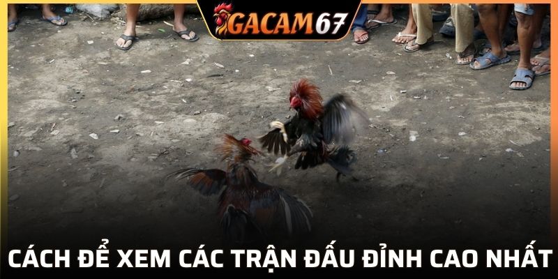Một số cách để xem trực tiếp đá gà đẳng cấp