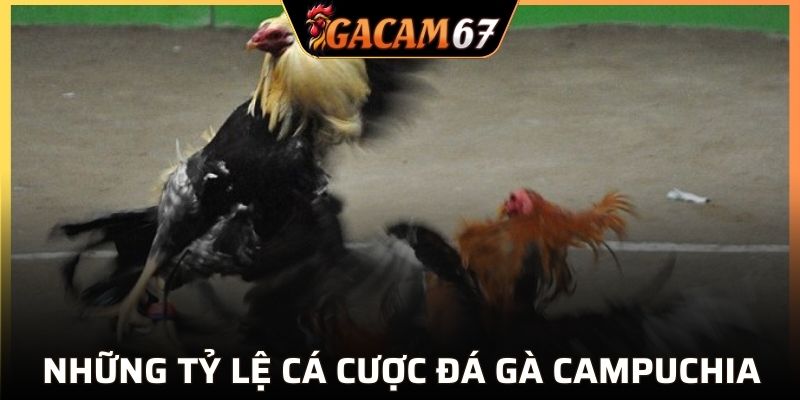 Một số loại cá cược đá gà campuchia tại GACAM67
