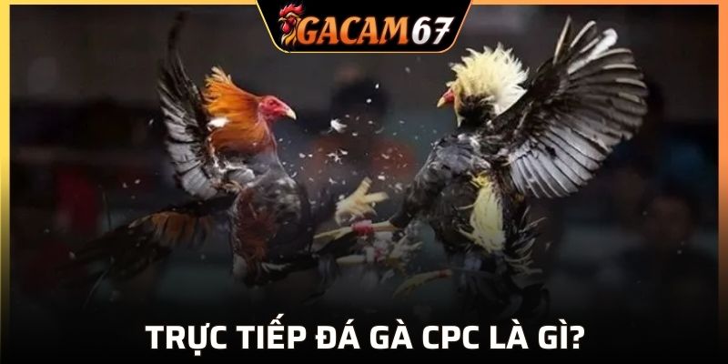 Một vài thông tin về trực tiếp đá gà CPC