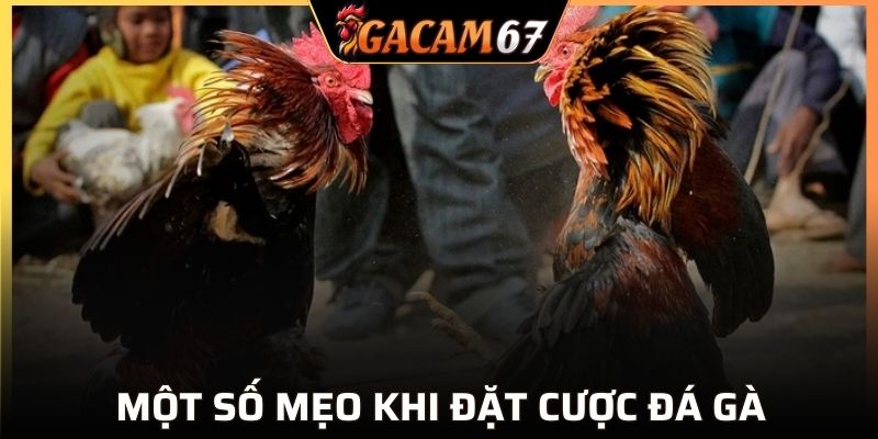 Những cách chơi đá gà campuchia ở GACAM67