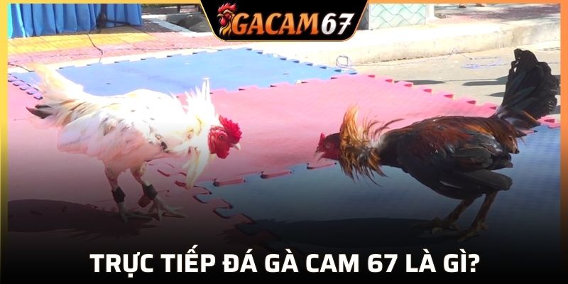 Sự ấn tượng khi xem trực tiếp gà cam 67