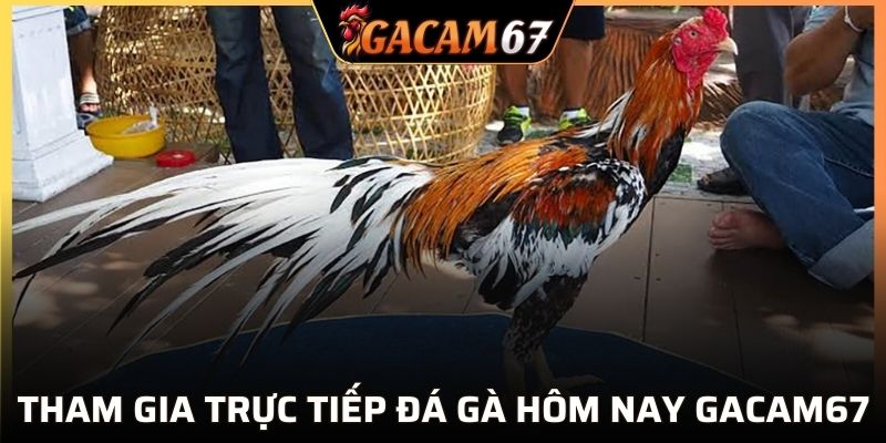 Tham gia trực tiếp đá gà hôm nay GACAM67
