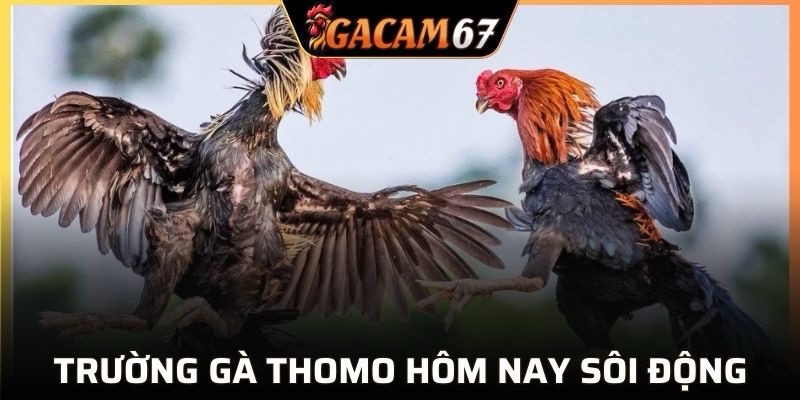 Trường gà Thomo luôn thu hút người xem