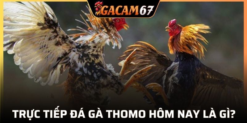 Giới thiệu qua về đá gà thomo hiện nay
