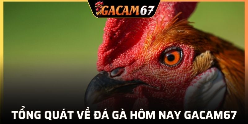 Tổng quát về đá gà hôm nay GACAM67