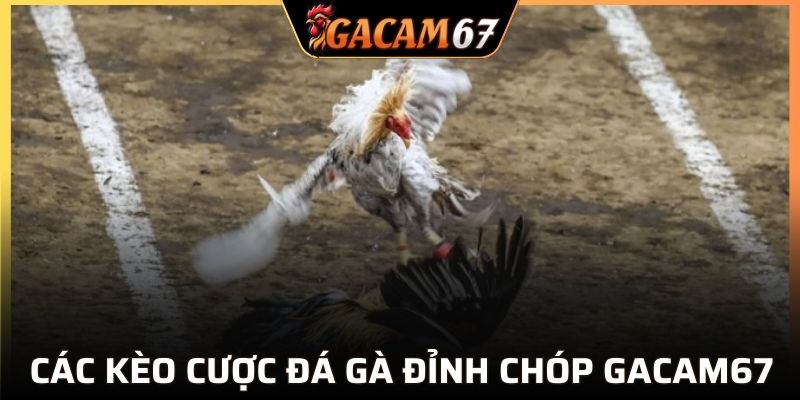 Top những cửa cược chọi kê thú vị tại GACAM67