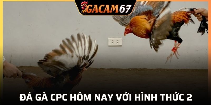 Trải nghiệm đam mê với chọi gà CPC2