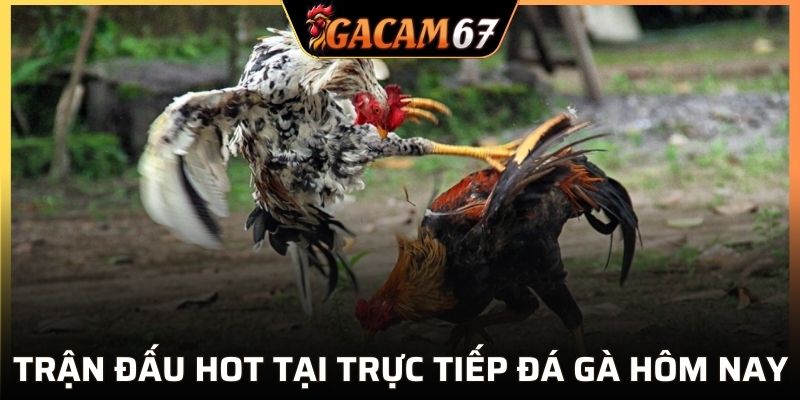 Trận đấu HOT tại trực tiếp đá gà hôm nay GACAM67