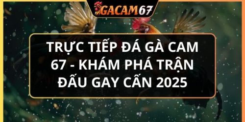 trực tiếp Gà cam 67